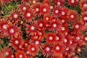 Delosperma 'Red Mountain Flame' 